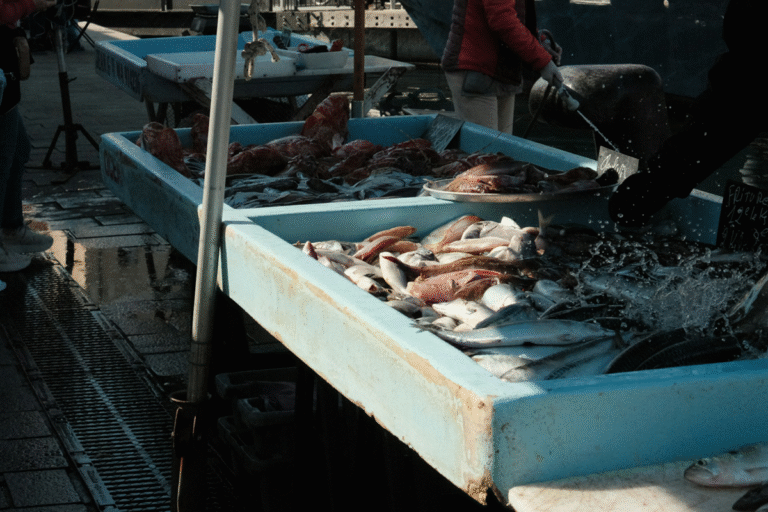 From Catch to Market: New Fish Processing Rules